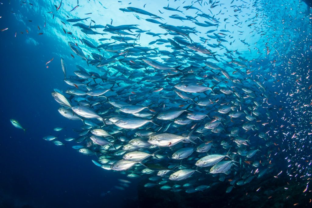 A school of fish